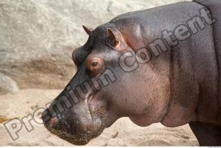 Hippo 0043